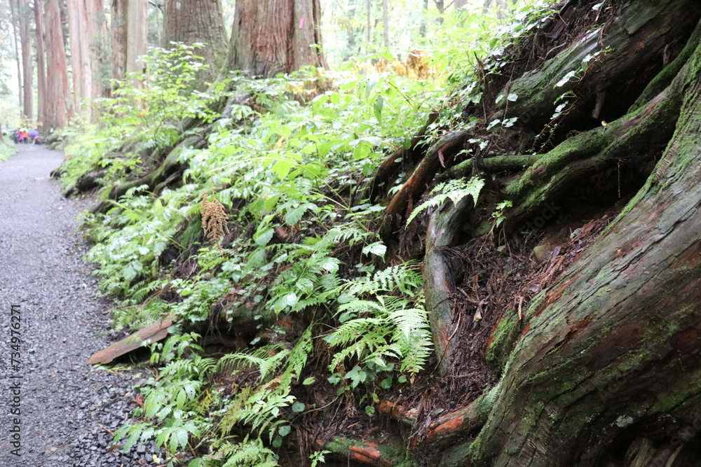 Fototapeta premium 戸隠神社、奥社の狛犬、長野、パワースポット