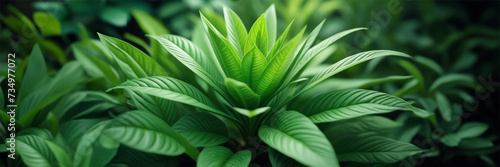 Earth day concept. A detailed shot of an herbaceous plant from the hemp family, with lush green leaves. This terrestrial plant belongs to the Arecales order and is a flowering annual plant