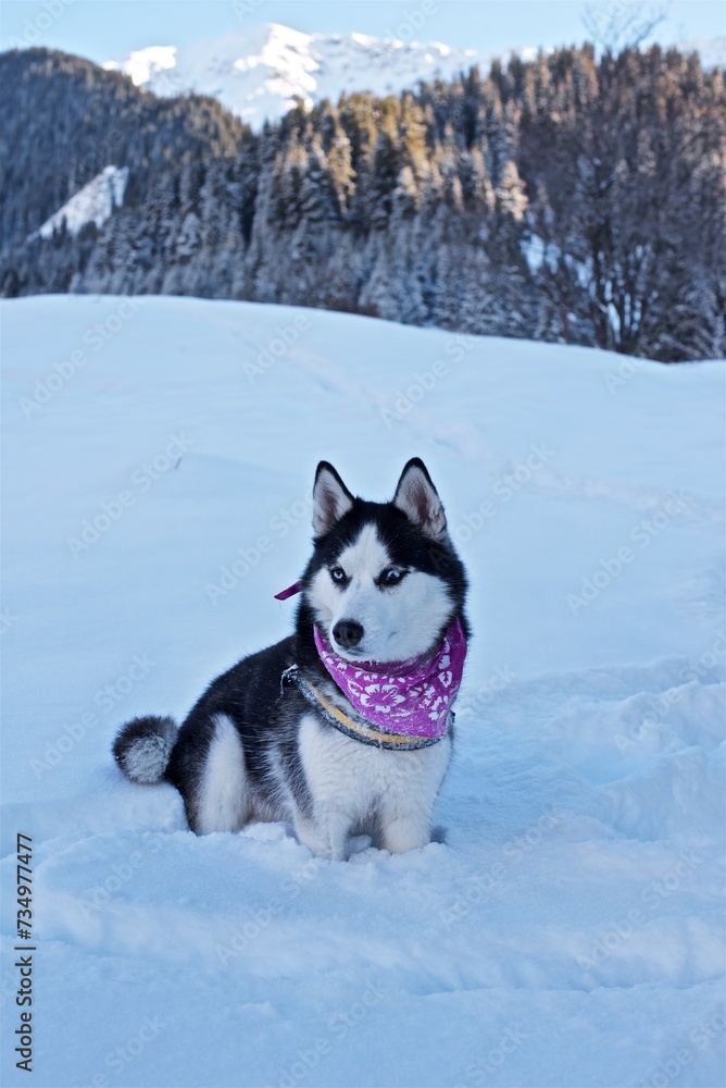 Beautiful funny Husky with different eyes colour and purple scarf sitting in the snow Beautiful funny Husky with different eyes colour and purple scarf sitting in the snow
