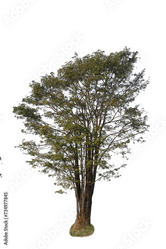 Dead tree or dried tree isolate on white background.Save white clipping path. photo