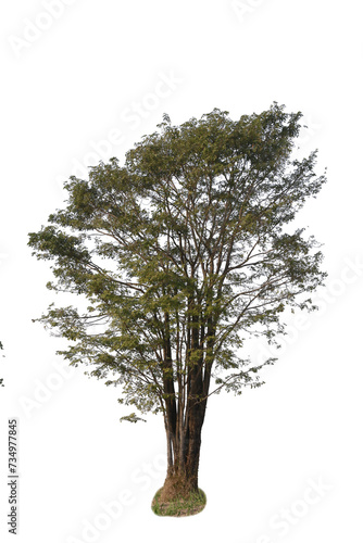 Dead tree or dried tree isolate on white background.Save white clipping path.