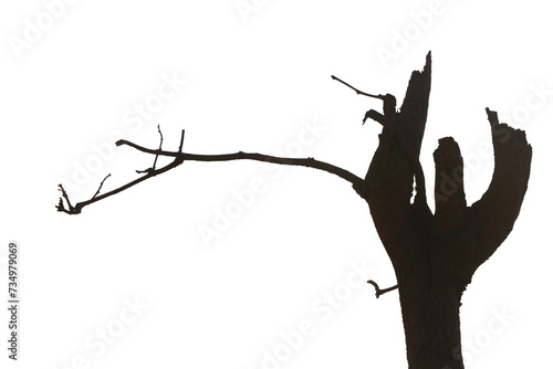 Dead branches , Silhouette dead tree or dry tree on white background with clipping path.