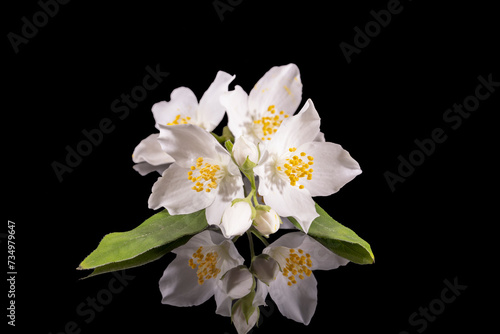 Beautiful, delicate white flowers of the Philadelphus shrub, close up © mychadre77