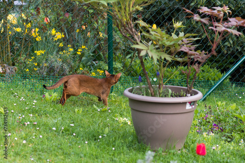 Abessinier Katze schaut in Nachbars Garten photo