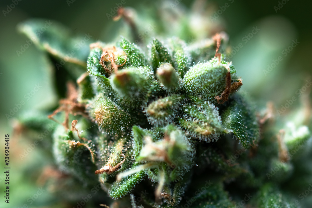Macro shot of flowering cannabis indica sativa bud. Trichomes and hairs of marijuana bud flower. Medical cannabis growing concept Macro shot of flowering cannabis indica sativa bud. Trichomes and hairs of marijuana bud flower. Medical cannabis growing concept