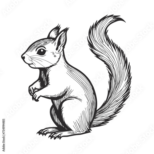 Squirrel silhouette vector drawing animal illustration