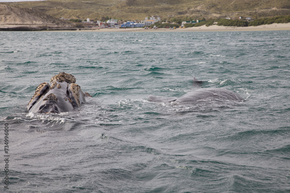 Fototapeta premium Franca austral