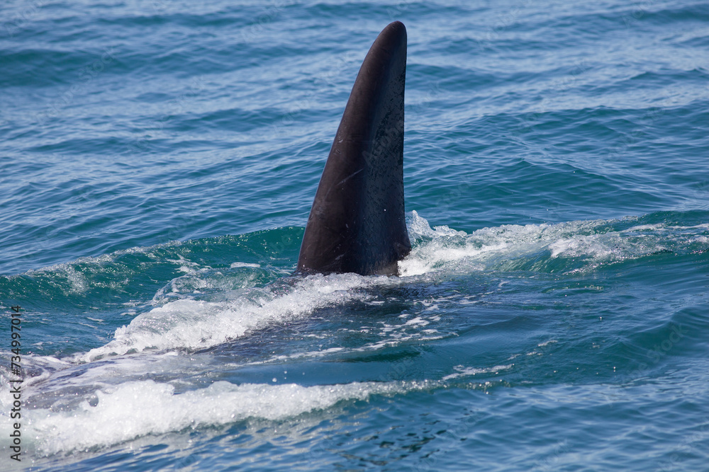 Fototapeta premium Fish