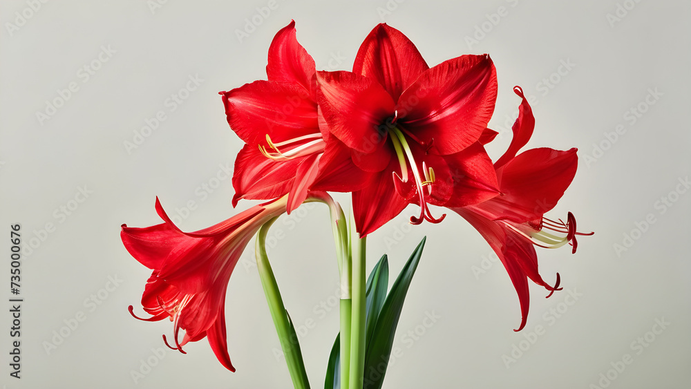 amaryllis on light background graceful floral greeting card concept banner amaryllis on light background graceful floral greeting card concept banner