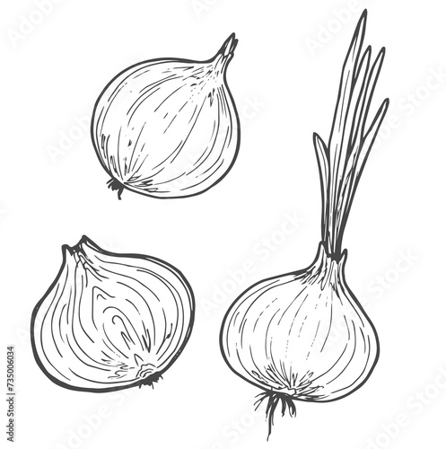 Vector sketch illustration of onion set drawing isolated on white. half, whole and cut rings.