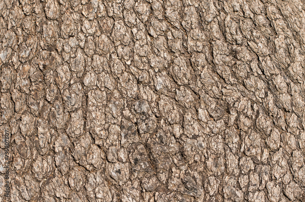 Bark texture of a terebinth tree Bark texture of a terebinth tree