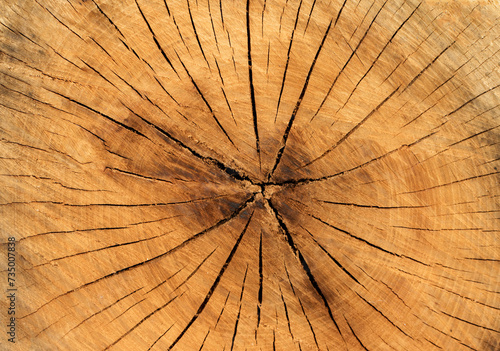 Bark texture of a terebinth tree 