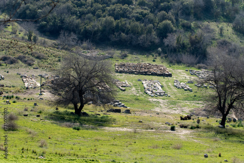 A terebinth tree in the Castabalaantic city in Osmaniye photo