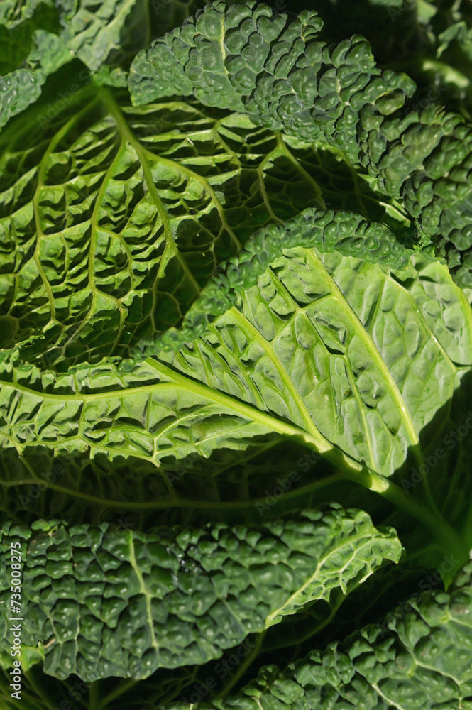 Closeup of green fresh organic savoy cabbage on table