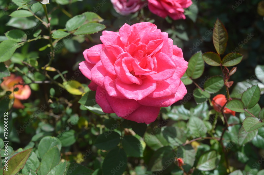 Chinese Rose 18 Chinese Rose 18