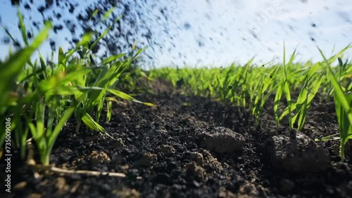 Biochar is scattered on a field with green grass