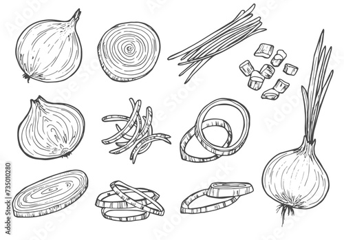 Vector sketch illustration of onion set drawing isolated on white. half, whole and cut rings. photo