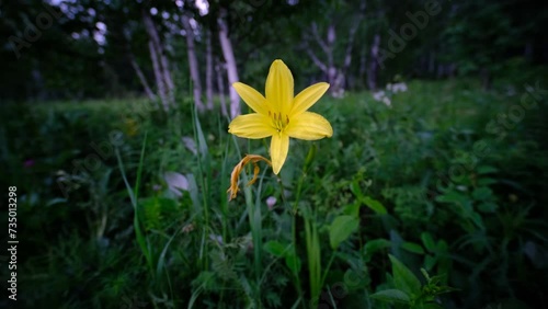 A yellow flower in the wind on a background of green grass
