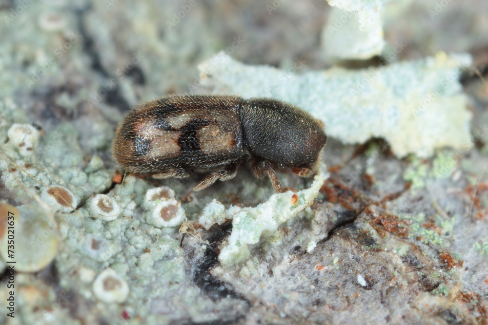 An interesting bark beetle of the genus Aphanarthrum that lives in plants of the genus Euphorbia (spurge) in the Canary Islands. An interesting bark beetle of the genus Aphanarthrum that lives in plants of the genus Euphorbia (spurge) in the Canary Islands.