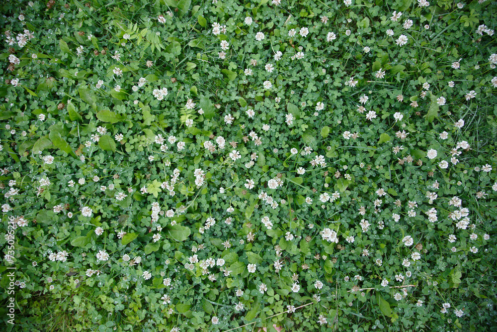 Floral wallpaper, field of blooming white clover.