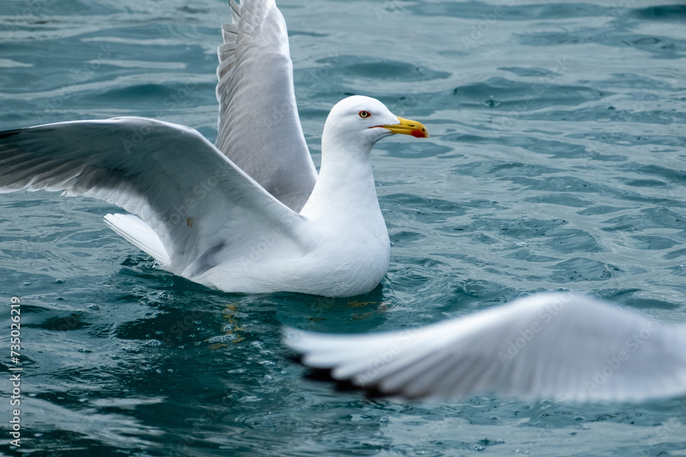 seagull flying over the sea seagull flying over the sea