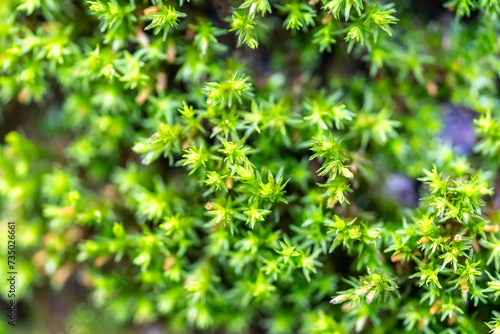 Close-up of green moss