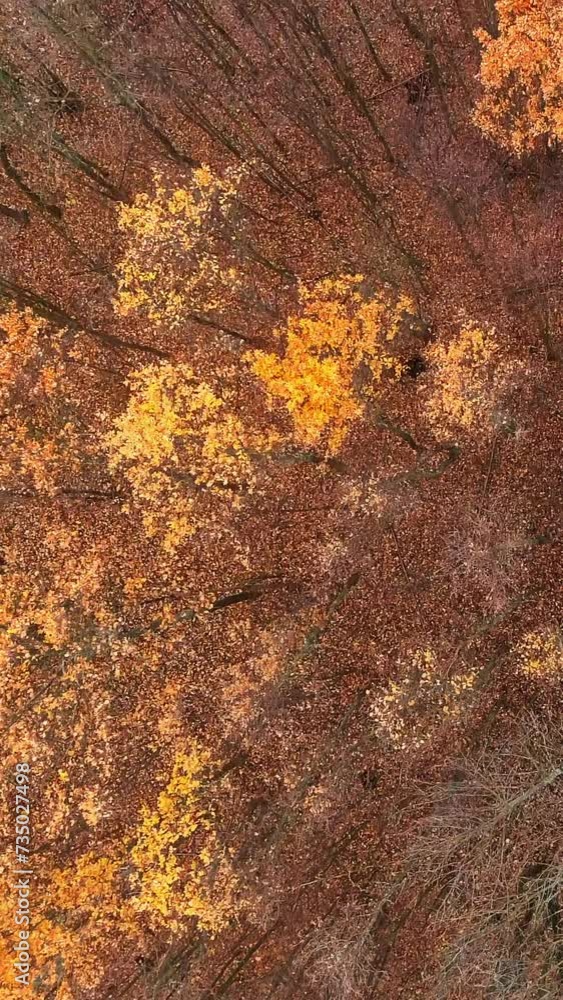 Vertical video. Aerial fall. Drone forest. Nature landscape. Beautiful wood foliage orange brown trees leaves falling down serene autumn paysage. Vertical video. Aerial fall. Drone forest. Nature landscape. Beautiful wood foliage orange brown trees leaves falling down serene autumn paysage.