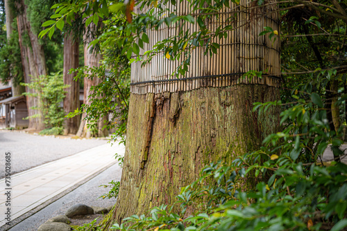 歴史を感じる太い木