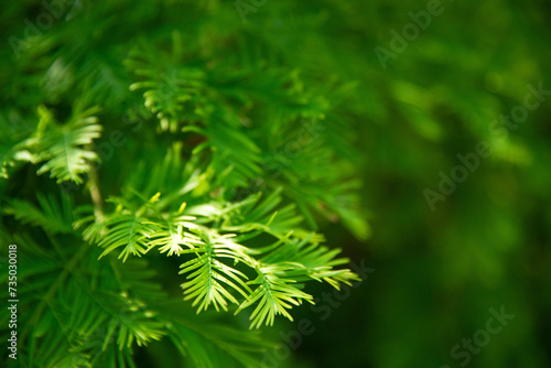 Close up of redwood tree's leaves with sunlight photo