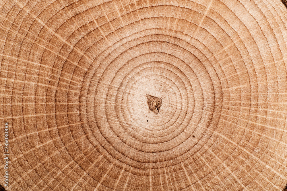 Stump of tree felled - section of the trunk with annual rings. Slice wood. Wood texture on a tree cut. Stump of tree felled - section of the trunk with annual rings. Slice wood. Wood texture on a tree cut.