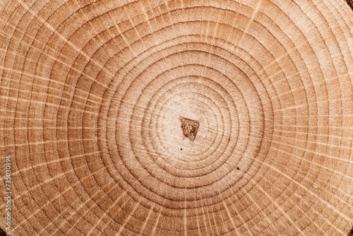 Stump of tree felled - section of the trunk with annual rings. Slice wood. Wood texture on a tree cut. photo