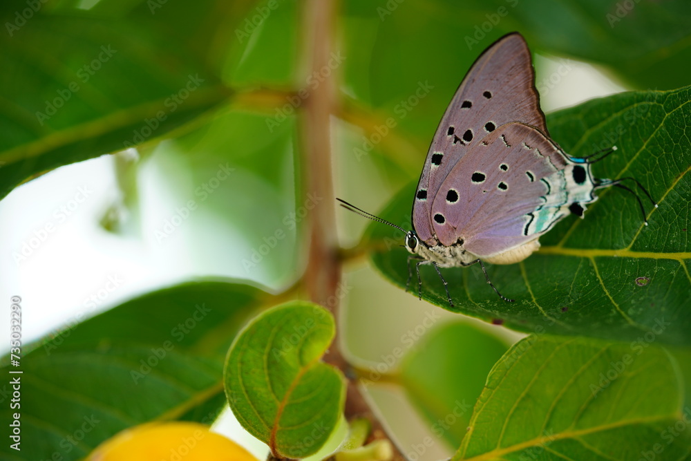 Fototapeta premium Marsyas Hairstreak butterfly (Pseudolycaena marsyas, family Theclinae) in the Amazon rainforest on a leaf. Village of Solimoes, state of Para, Brasil.