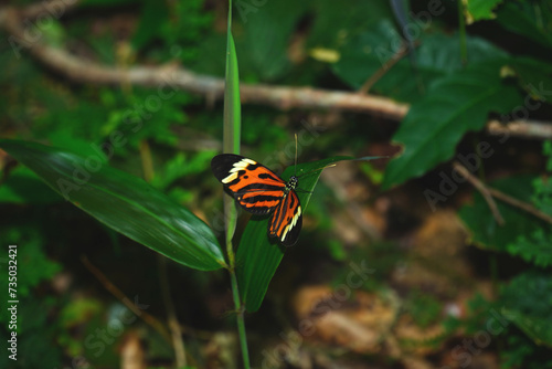 Nymphalidae butterfly (Heliconius numata Mamiraua) in the Amazon rainforest on a leaf. Near village of Solimoes, state of Para, Brasil. photo