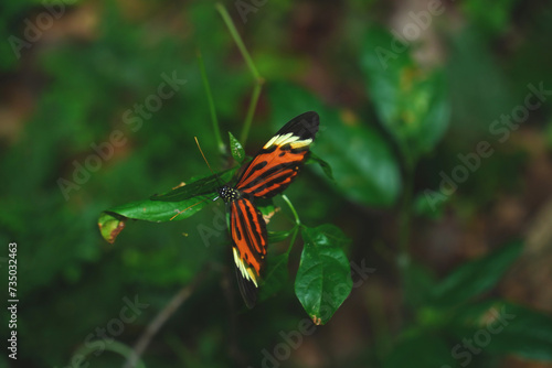 Nymphalidae butterfly (Heliconius numata Mamiraua) in the Amazon rainforest on a leaf. Near village of Solimoes, state of Para, Brasil.