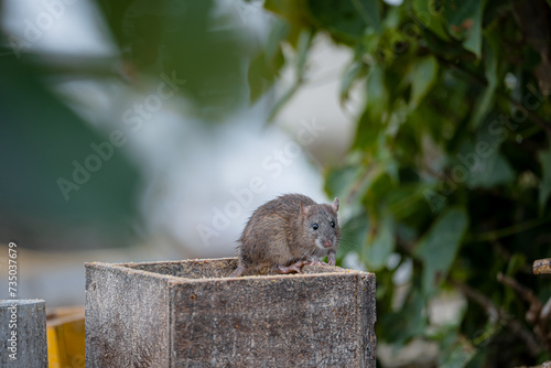 餌を食べる野ネズミ
