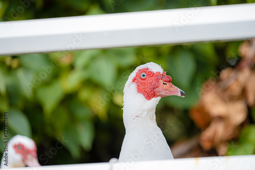 飼われているかわいい鳥たち