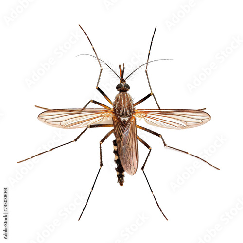 Close Up of a Mosquito on a Transparent Background © Denys