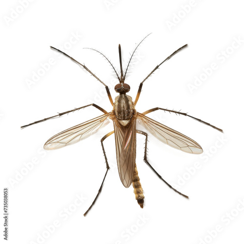 Close-Up of a Mosquito on a Transparent Background