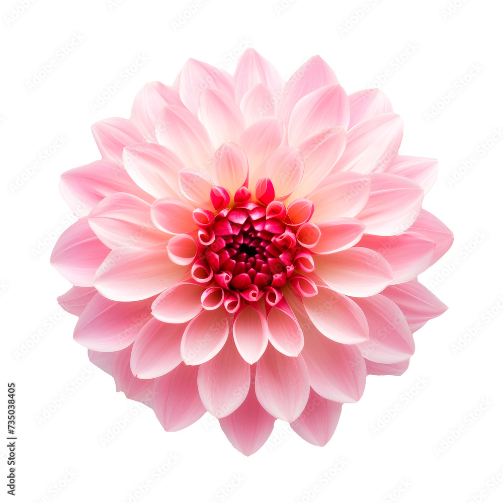 Pink Flower on Transparent Background