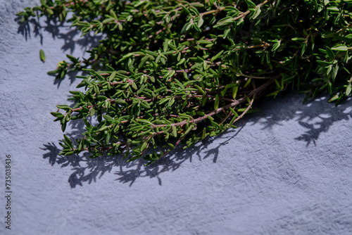 Fresh green thyme on a blue fabric background.