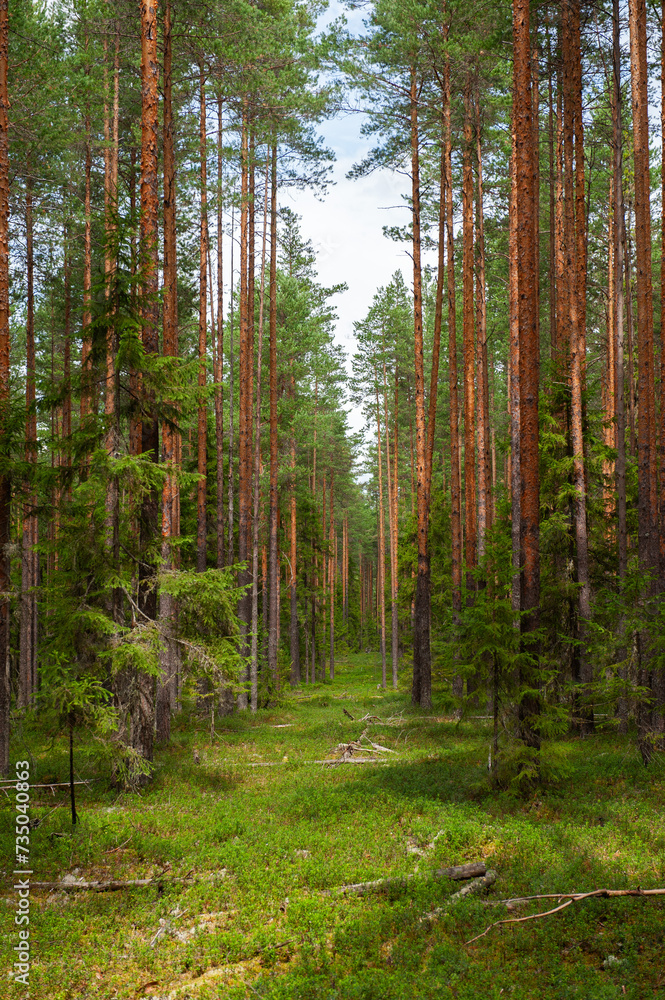 Obraz premium pine forest summer trees grass