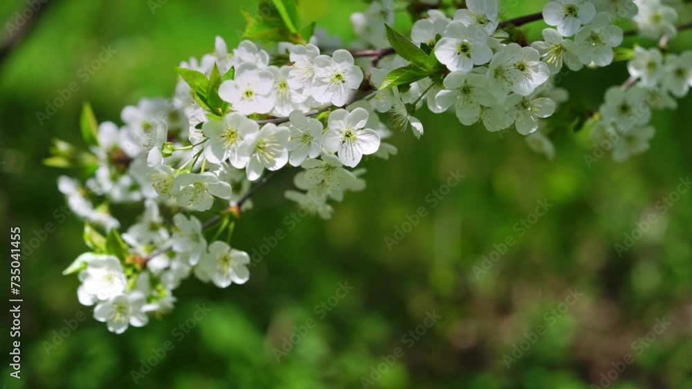 Close up of white cherry tree flowers on green background, copy space. Close up of white cherry tree flowers on green background, copy space.
