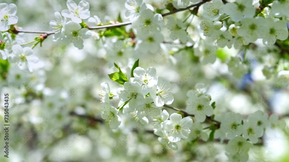 Flowering white cherry tree orchard. Slow motion, spring background. Flowering white cherry tree orchard. Slow motion, spring background.