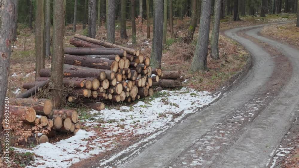 Cut wood arranged in piles along a snowy forest path, ready for transport, evidence of tree disease management. Cut wood arranged in piles along a snowy forest path, ready for transport, evidence of tree disease management.