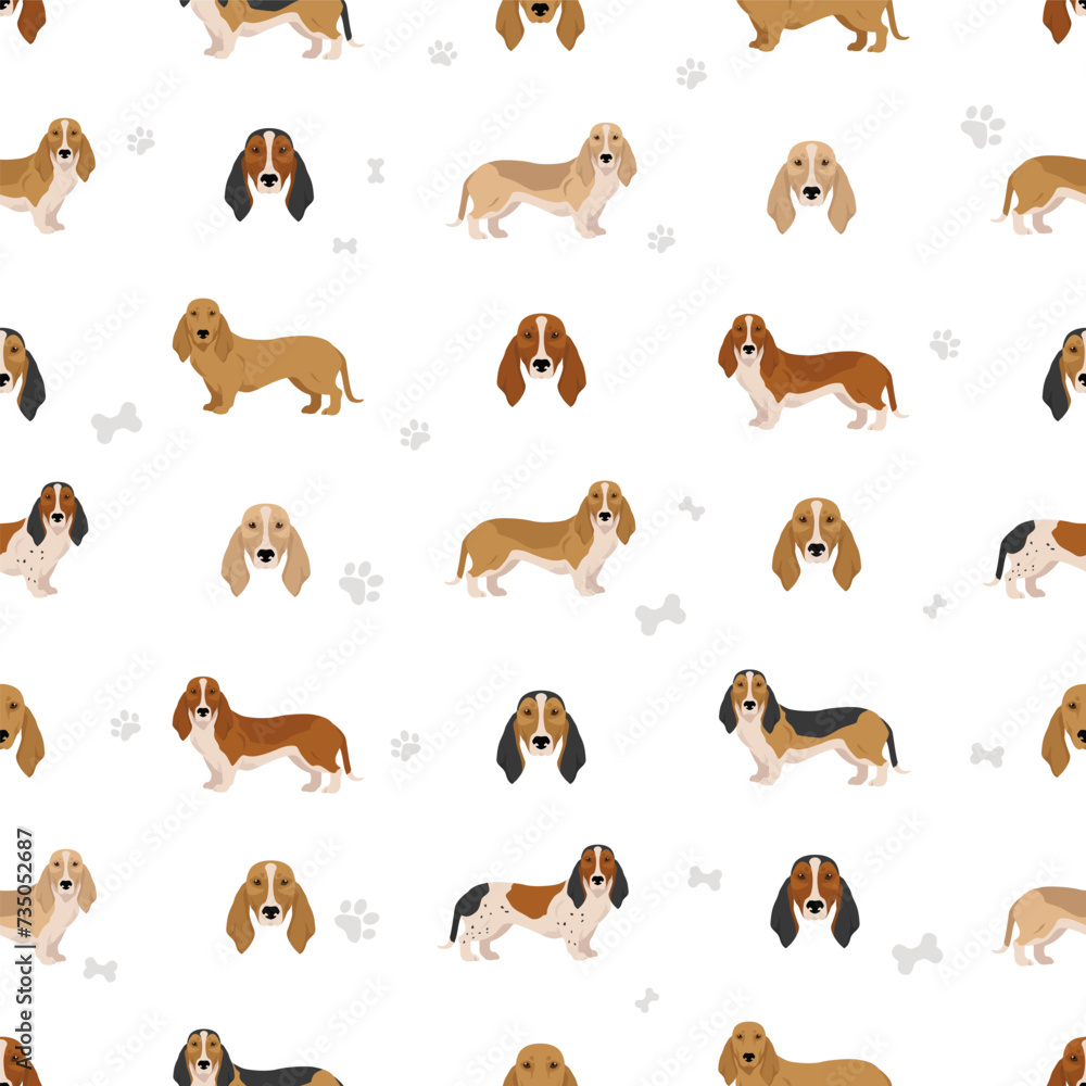 Norman Artesian Basset seamless pattern. All coat colors set.; All dog breeds characteristics infographic