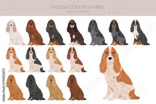 English cocker spaniel clipart. Different poses, coat colors set