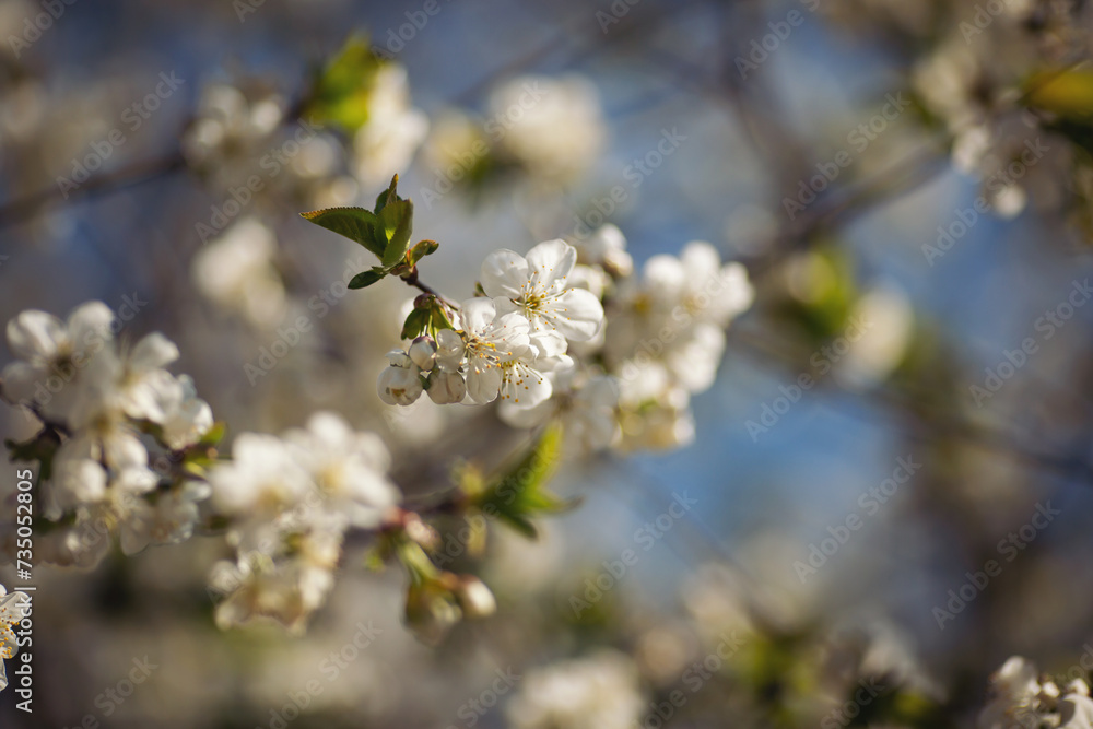 Selective focus of beautiful branches of white Cherry blossoms on the tree under blue sky, Beautiful Sakura flowers during spring season in the park, Floral pattern texture. Selective focus of beautiful branches of white Cherry blossoms on the tree under blue sky, Beautiful Sakura flowers during spring season in the park, Floral pattern texture.