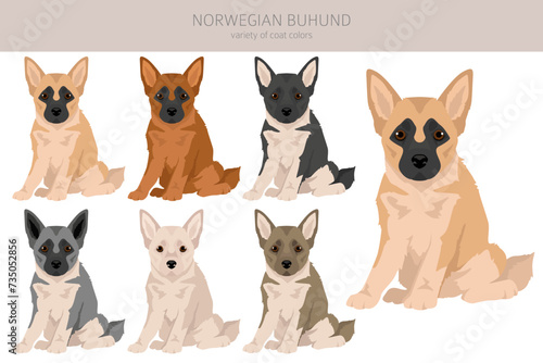 Norwegian Buhund puppy clipart. Different poses, coat colors set