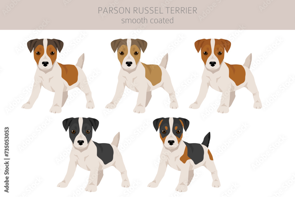 Parson Russel terrier smooth coated puppy clipart. Different poses, coat colors set