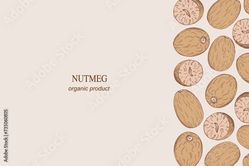 Nutmeg nuts engraved sketch border background hand drawn vector illustration. Backdrop Mace spicy plant nut ingredient for text, design for cooking, medicine, perfumery organic food For banner, label 